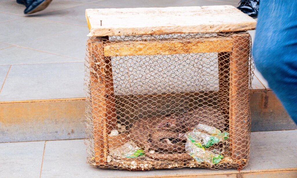 Ogun Customs intercepts three live pangolins, says traffickers risk 12m fine, 10 years jail term